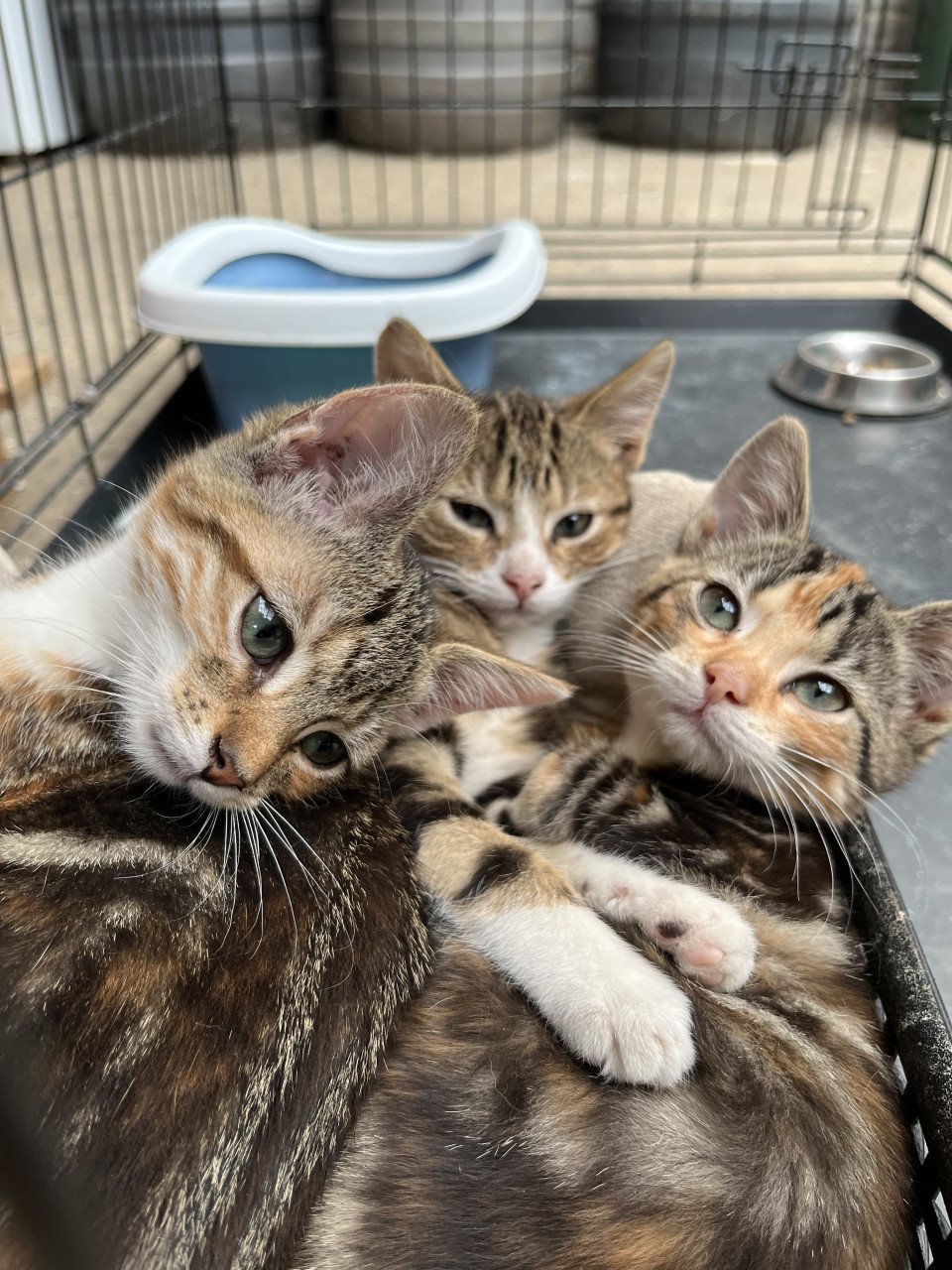 3 lieve boerderijkittens