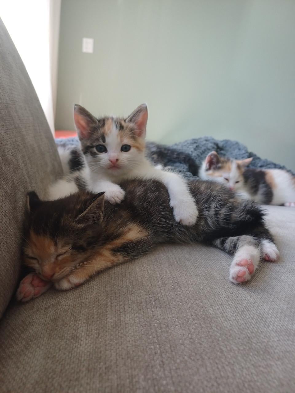 Kittens
