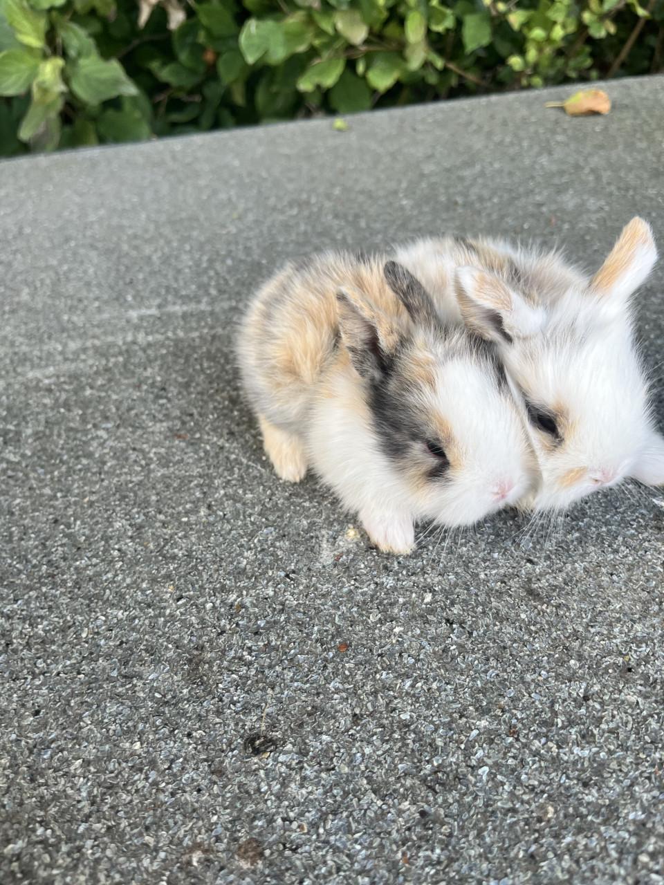 Baby konijntjes