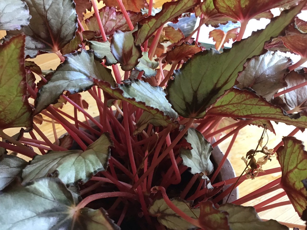 Blad Begonia