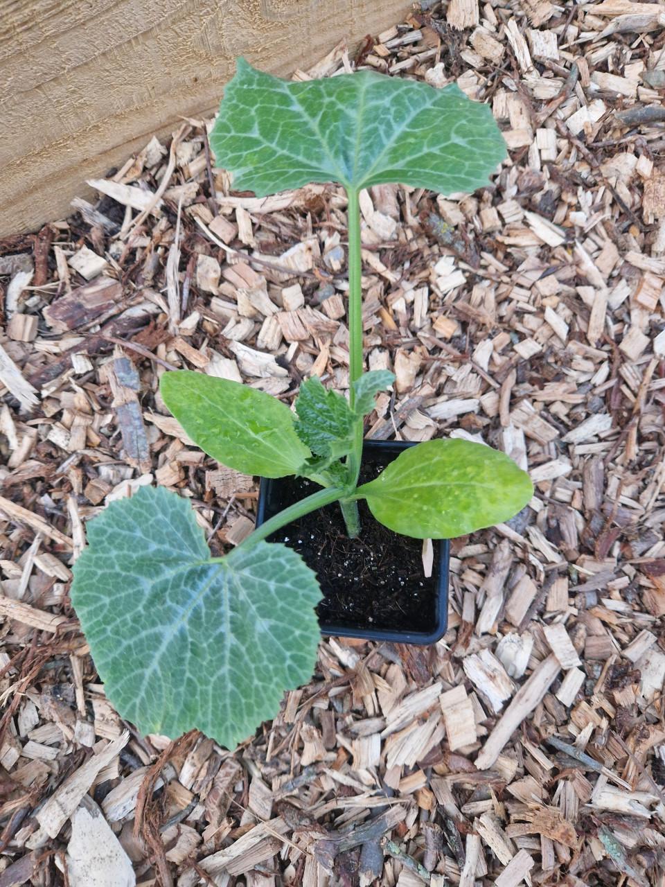 Courgetteplanten uit biologische zaden - 2 soorten