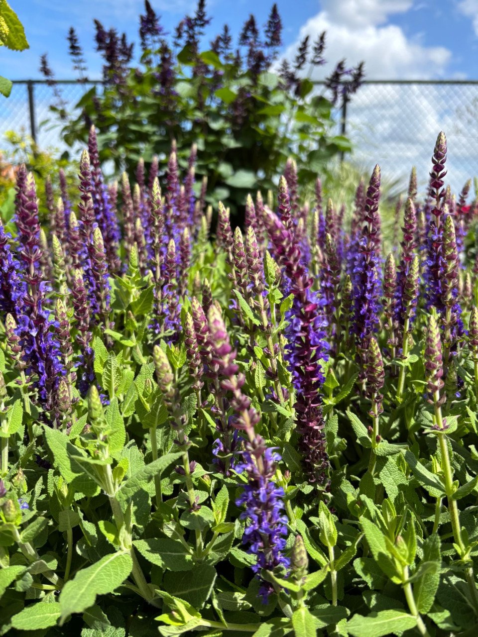HEMELVAARTSDAG OPEN - PLANTEN EN MEER