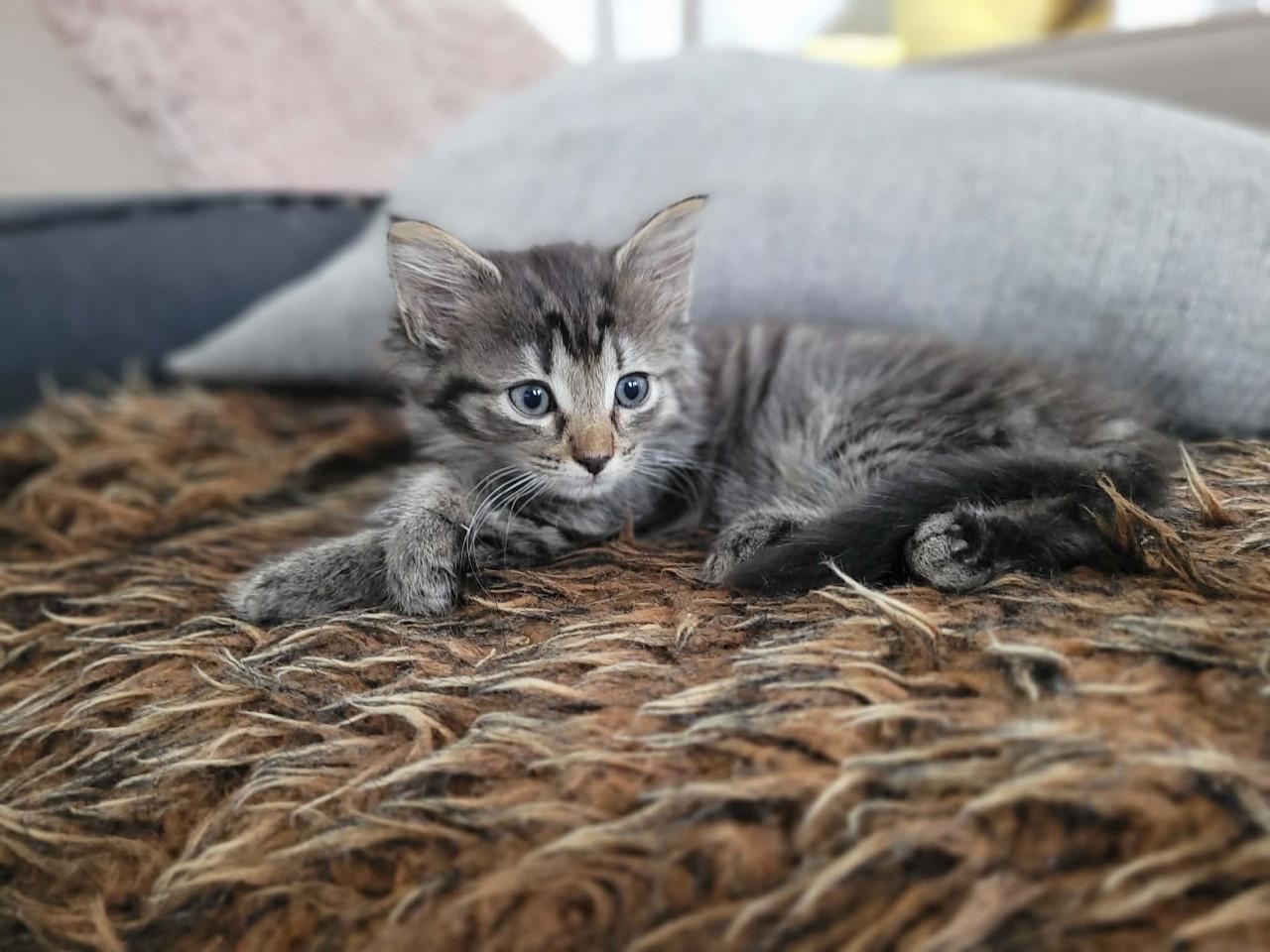 Lieve kittens