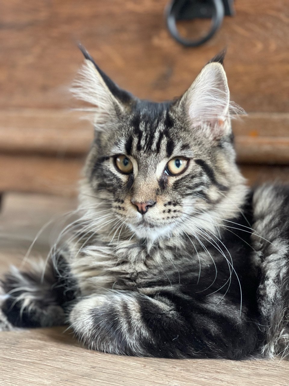 Maine Coon kitten
