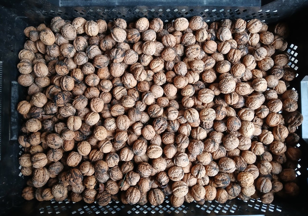 Te koop walnoten uit eigen tuin