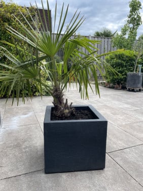 Palm