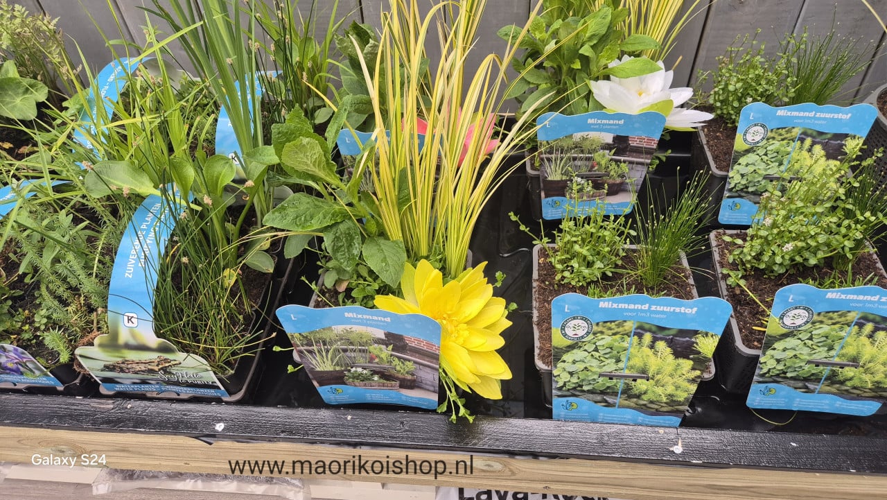 Aanbieding maorikoi
