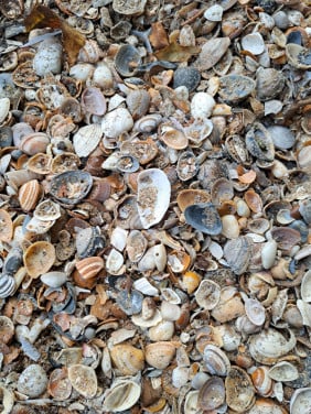 600 kg schelpen voor pad of terras