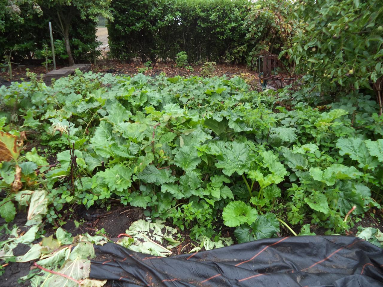 Te koop rabarberplanten