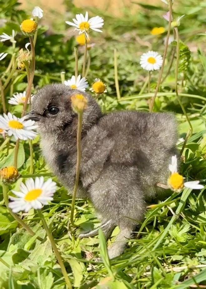 Broedeitjes zijdehoen