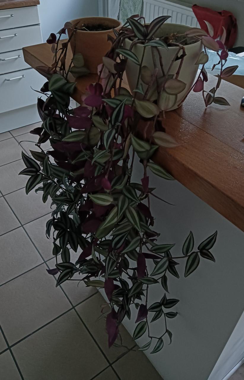 2 x tradescantia a.k.a. Vaderplant