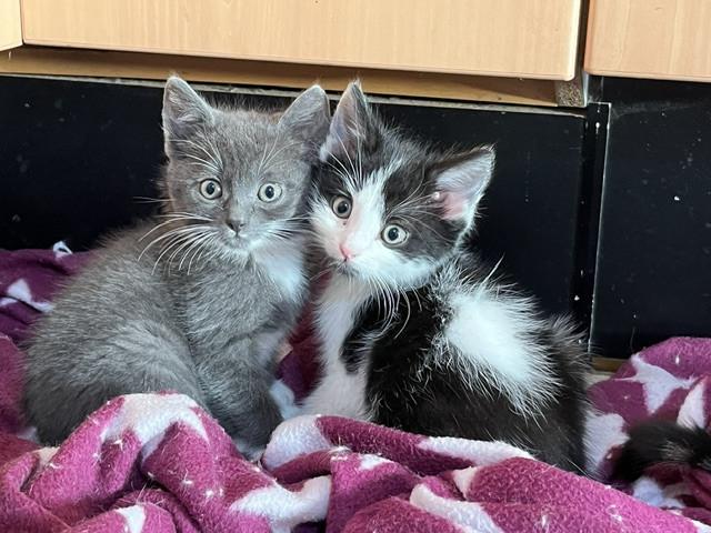 5 jonge kittens