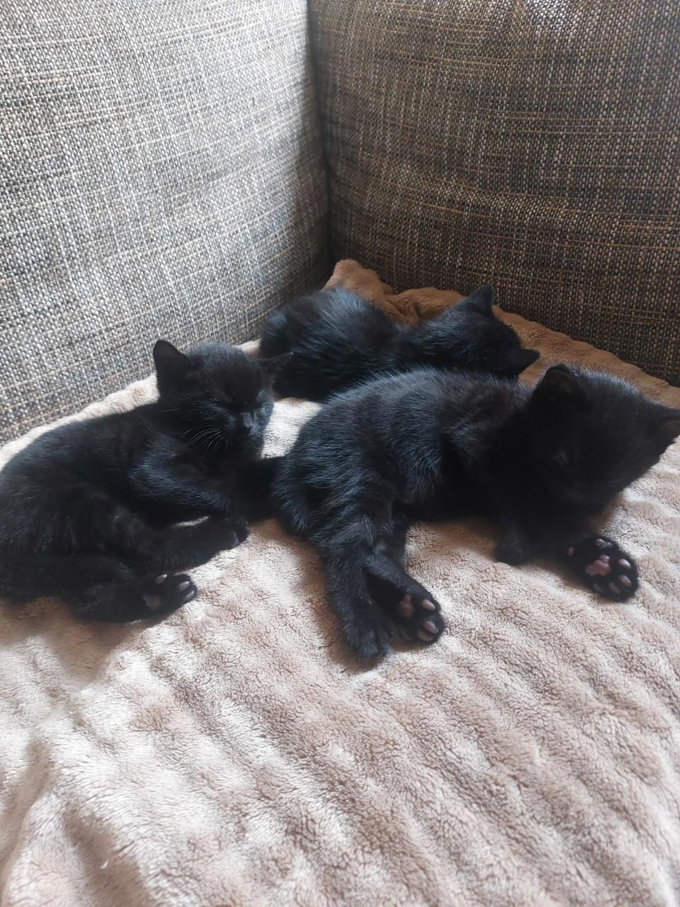 2 Zwarte Kittens M/V