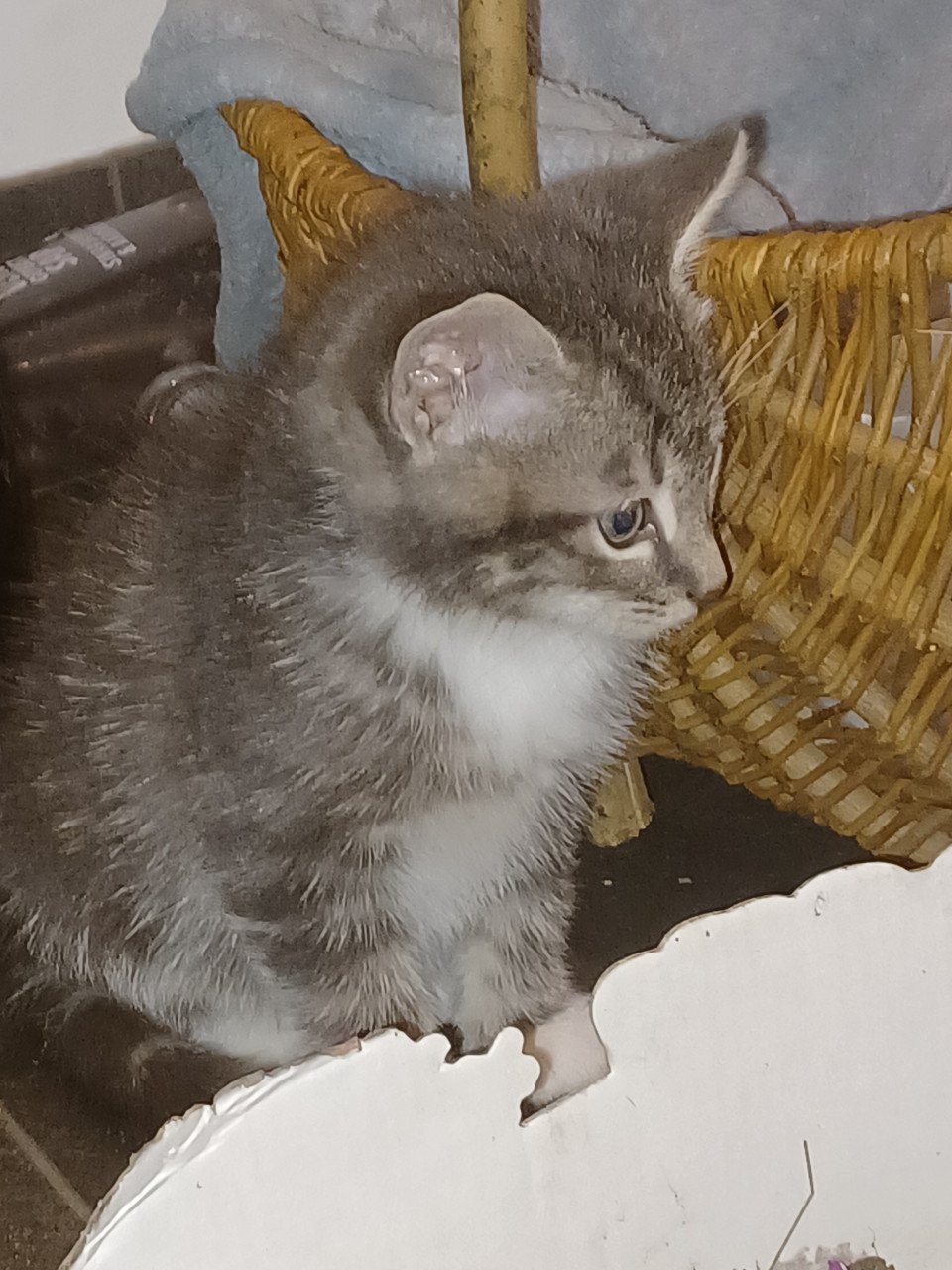 Kittens