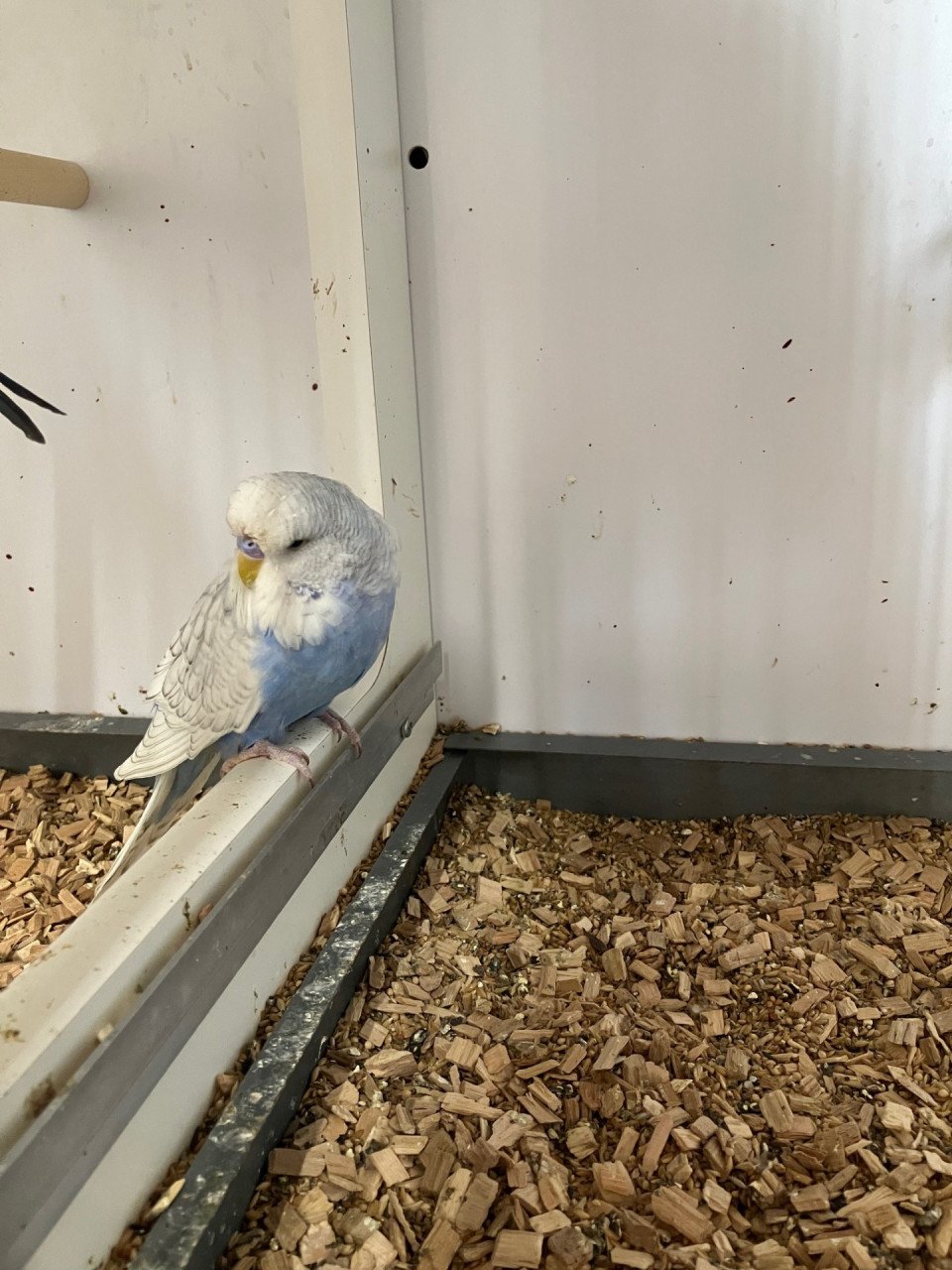 Jonge Engelse grasparkieten