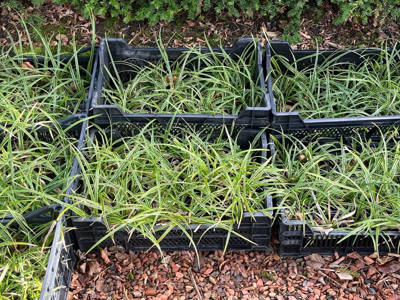 Siergrassen Carex Irish Green/ Slangenbaard/ Carex Goldband