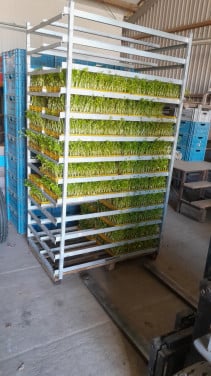 Knolselderij planten