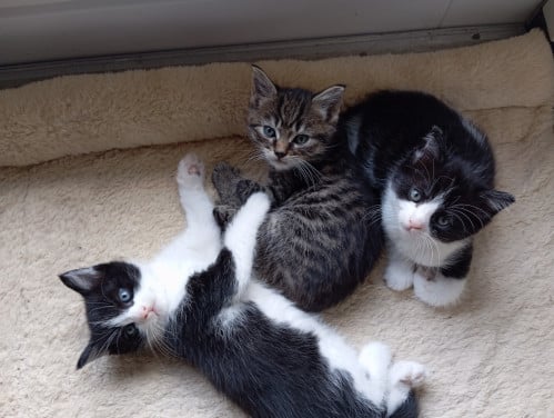 Kittens