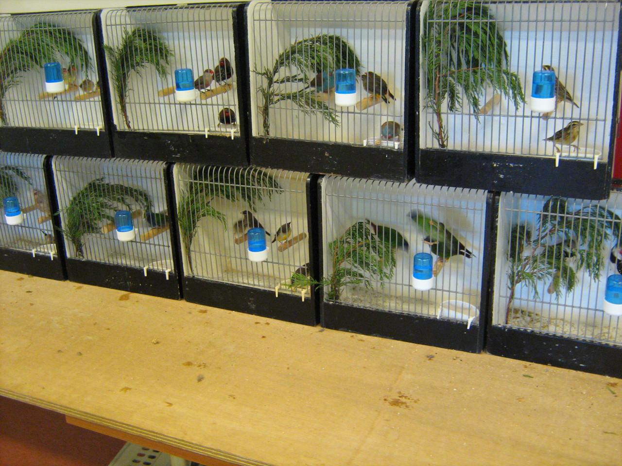 Zaterdagmorgen 11 april vogelbeurs de Vogelvrienden Goes