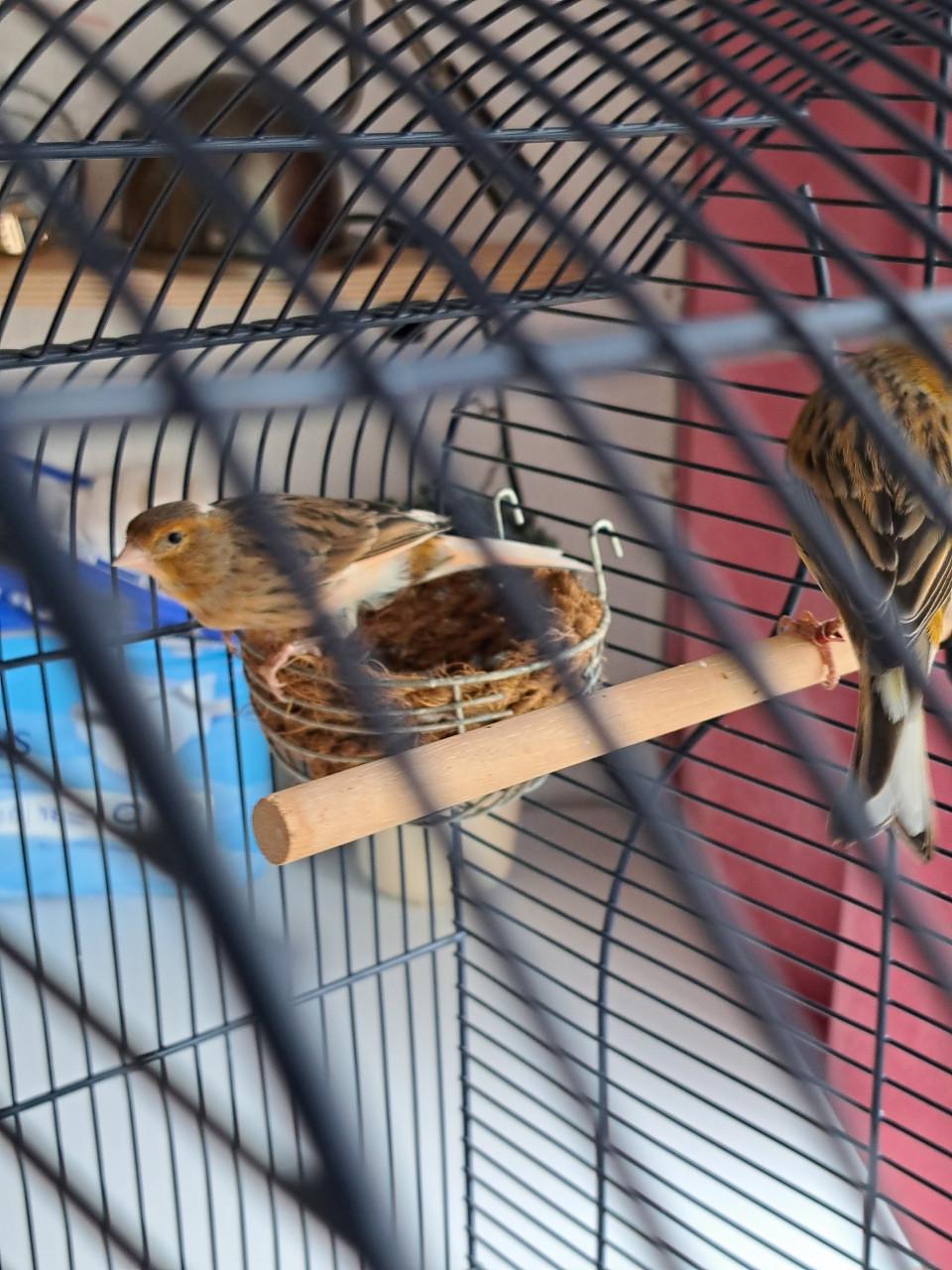 Vogelkooi op standaard