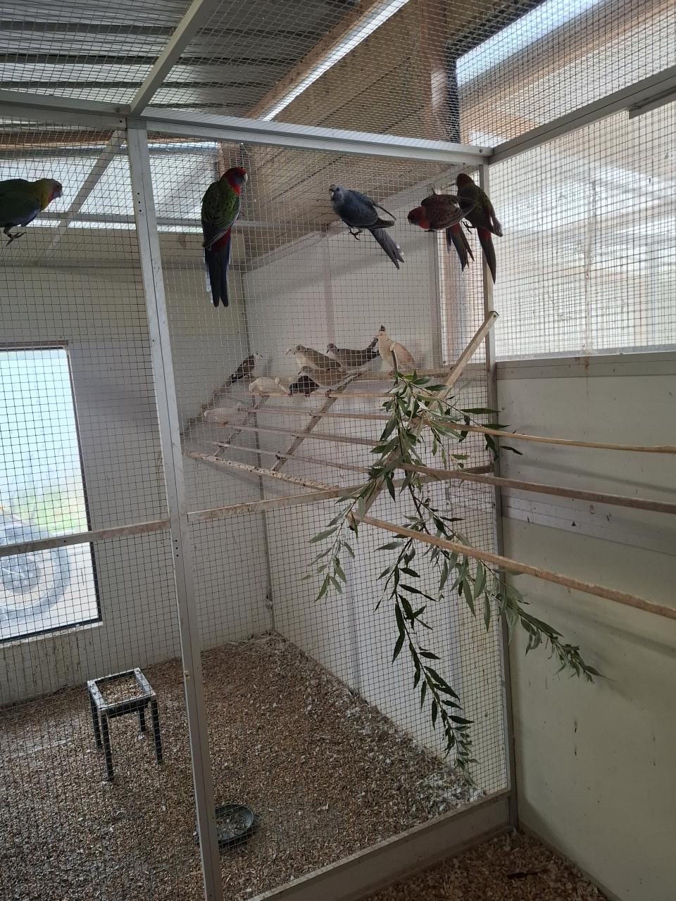 Jonge pennant rosella's