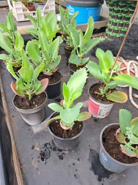 Mother of thousand  vetplanten