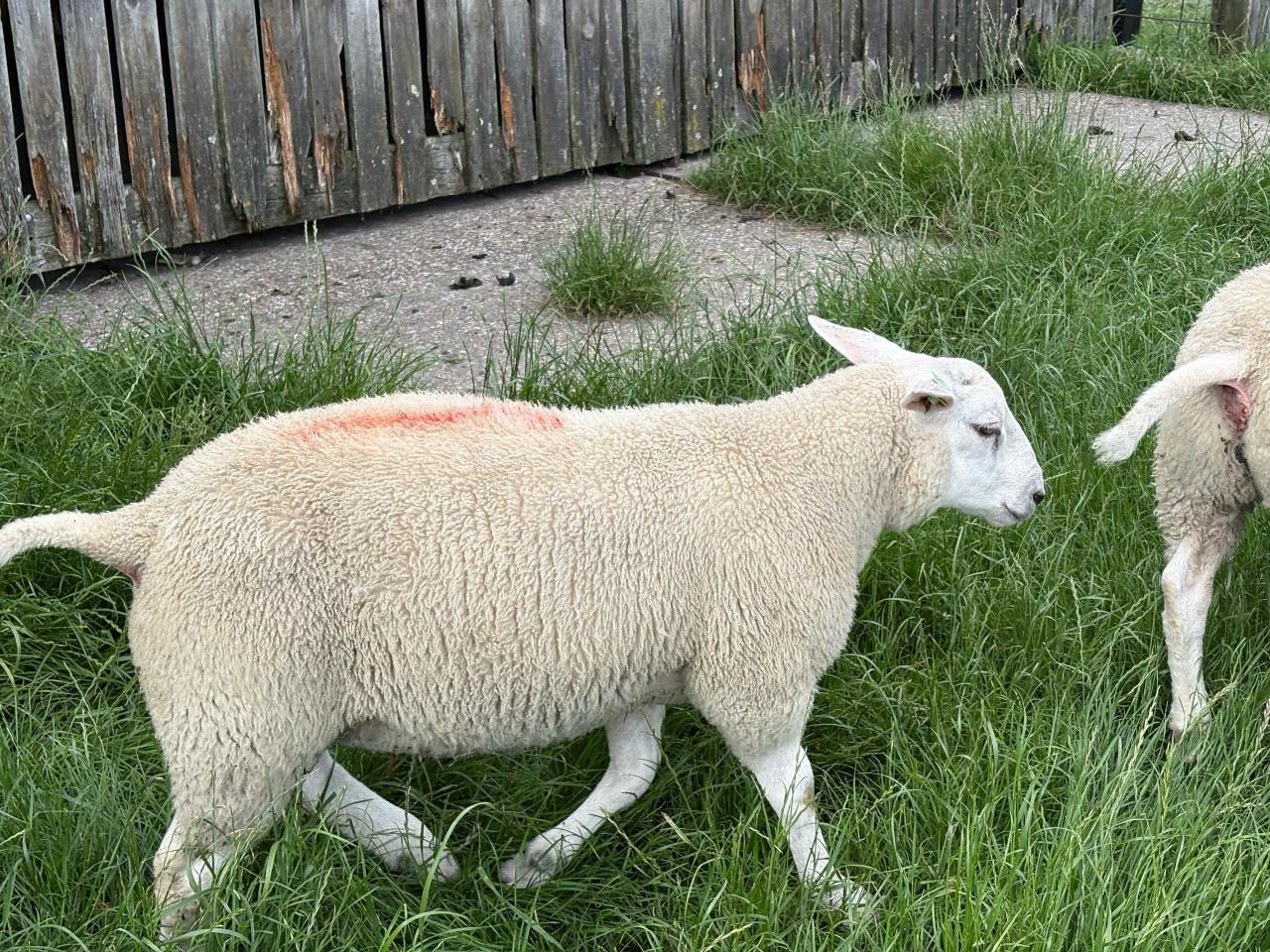 Zwoeger- scrapie vrije stamboek swifter dek rammen