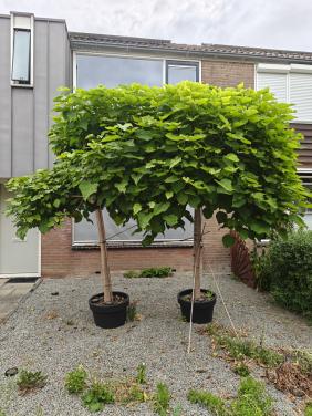 2 grote sierbomen a 2,5m in pot 60cm te koop: Bolcatalpa's