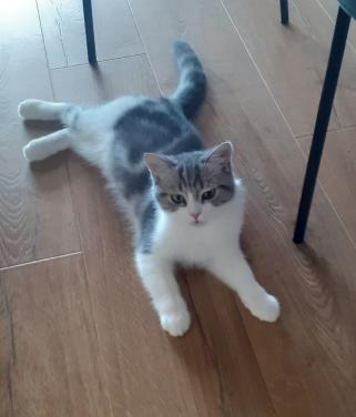 Brits korthaar kater