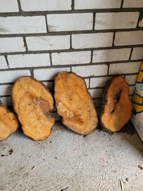 Schijven van perenbomen. Prijs vanaf 1,50 euro