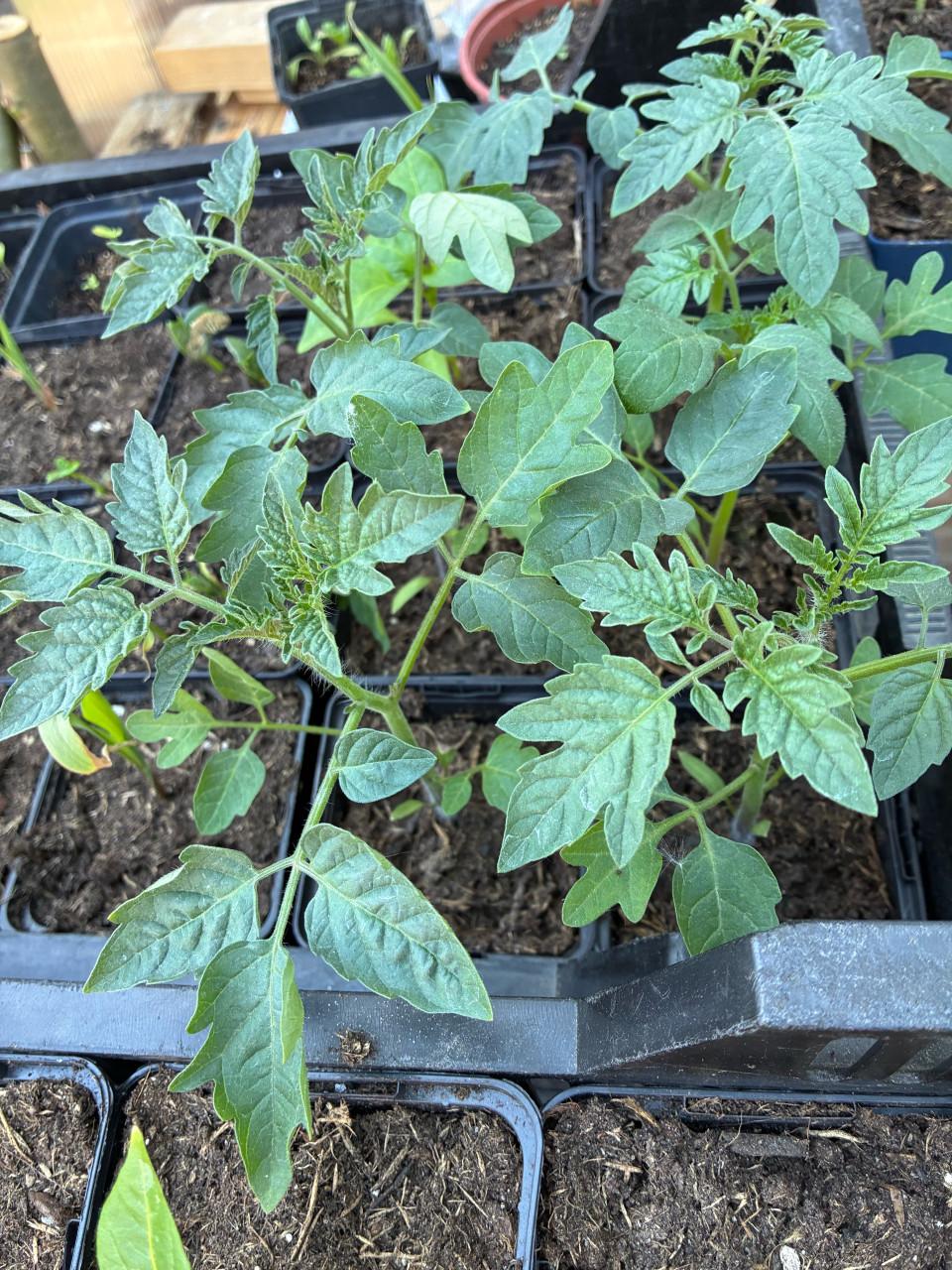 Biologische cherrytomatenplanten (sweetie)