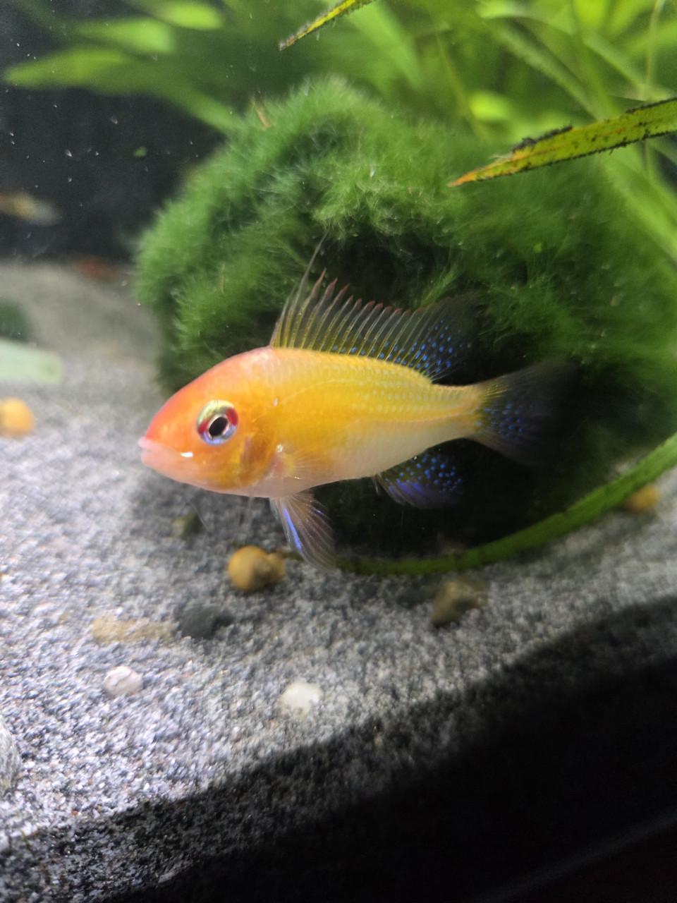 Apistogramma ramirezi gold