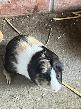 Cavia
