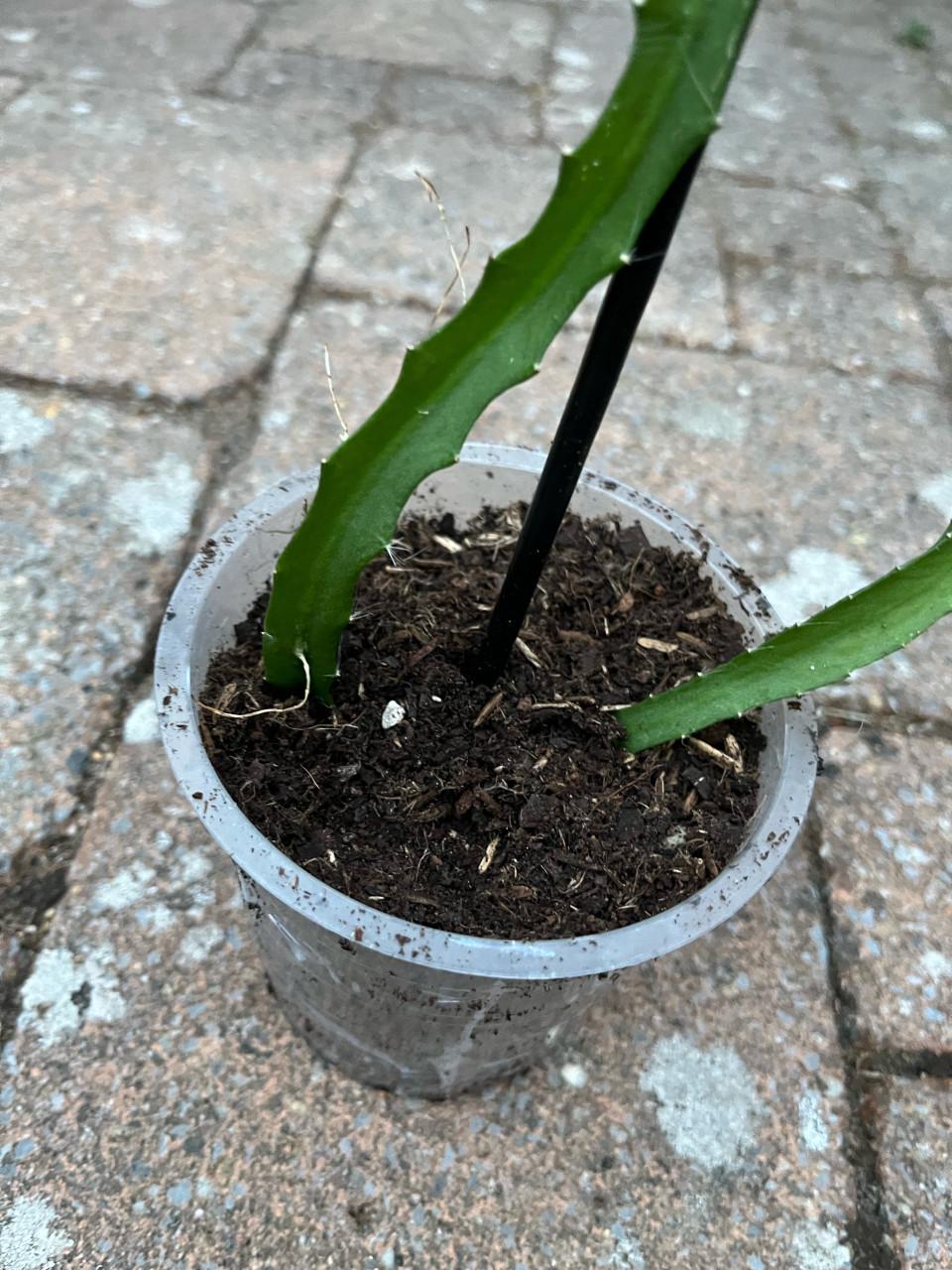 Gewortelde Gele Dragon Fruit (Pitaya) Cactus 30-40cm met pot
