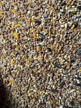 Kippenvoer legkorrel of gemengd graan