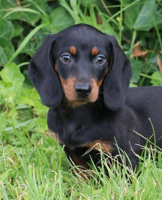 Black an tan dwerg teckel pups
