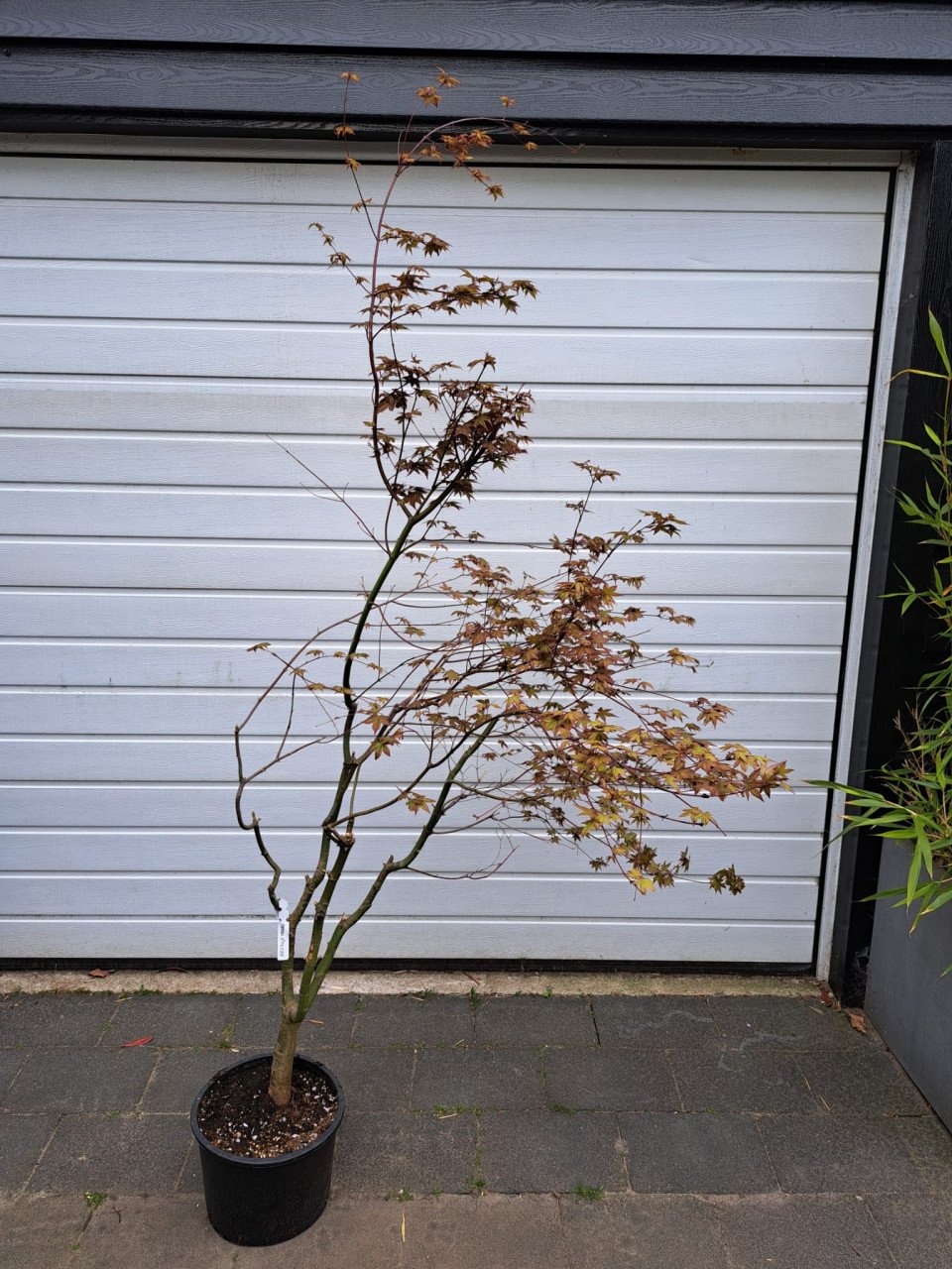 Japanse esdoorn Deshojo Nishiki 'acer palmatum'
