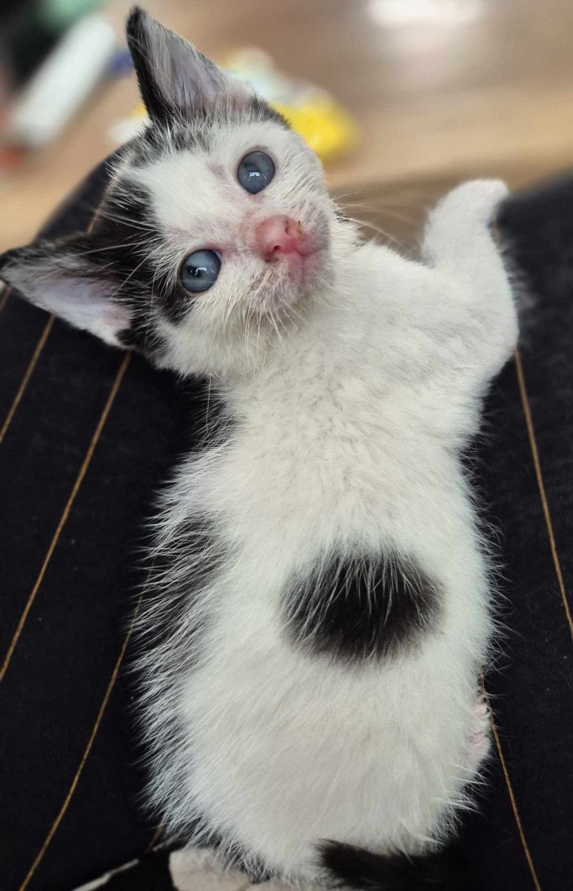 Super lieve sociale grotendeels met de fles opgevoede kittens te koop