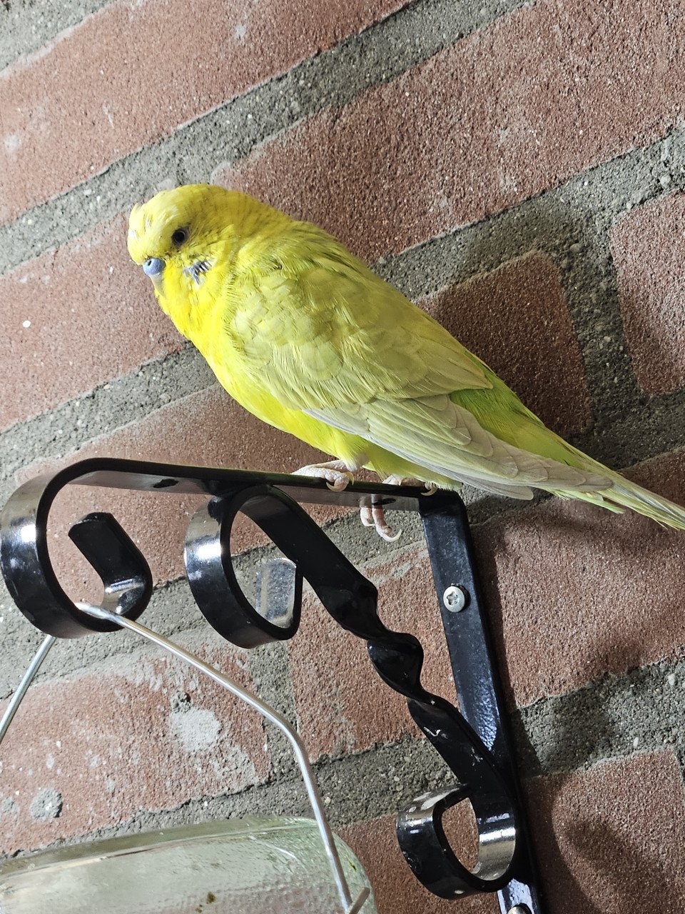 Parkieten