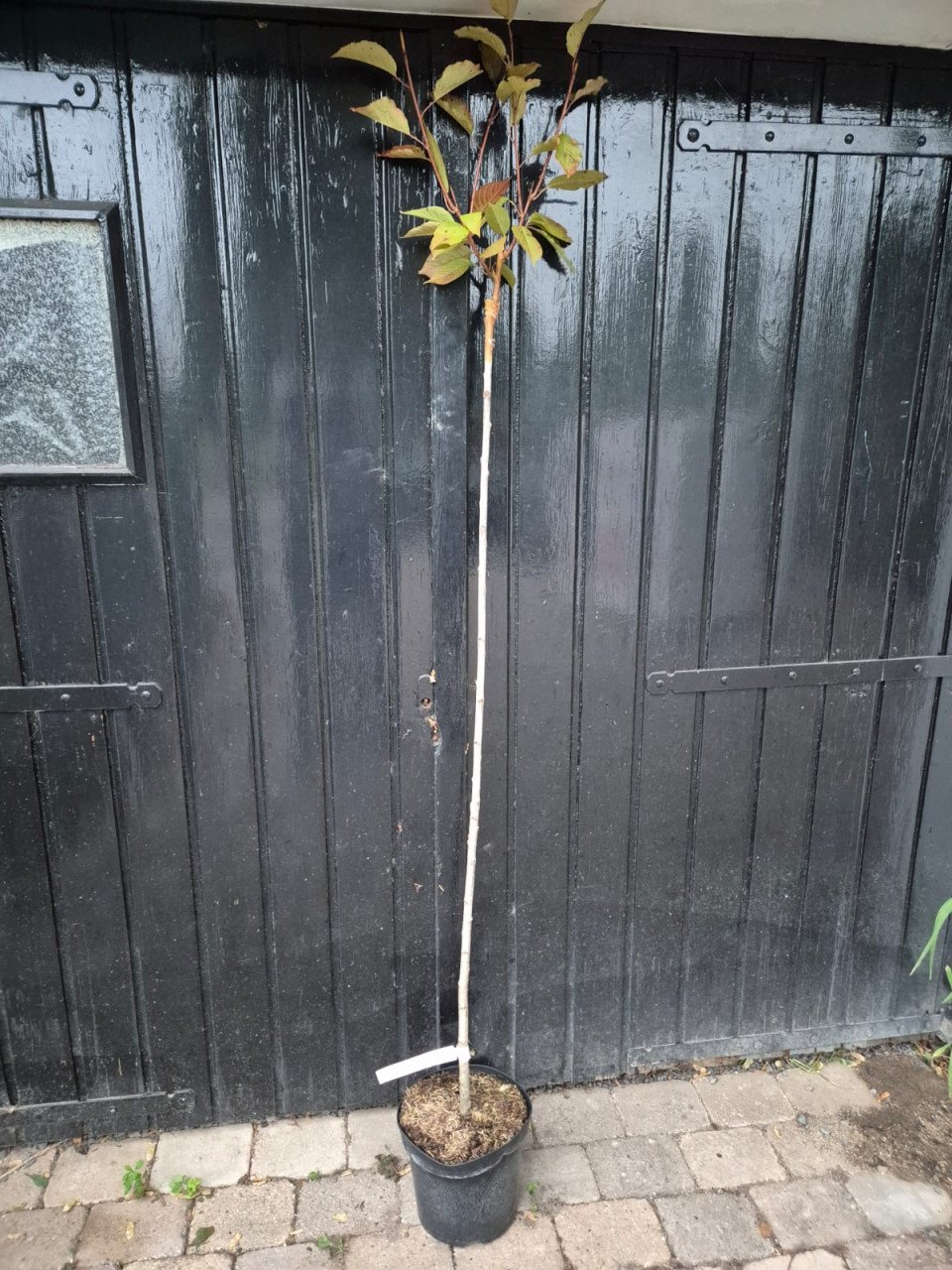 Japanse sierkers Kanzan - hoogstam boom