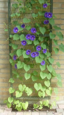 DAG--WINDE BLAUW