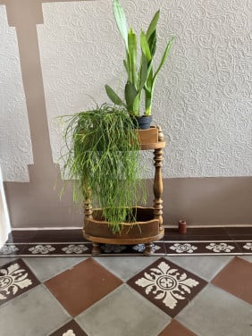 Planten standaard