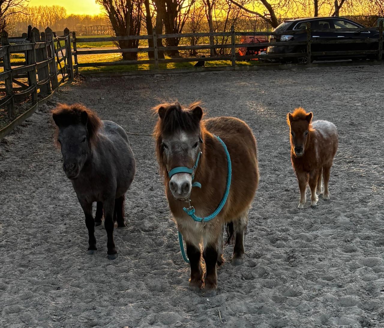 Gezocht verzorgster voor mini paardjes