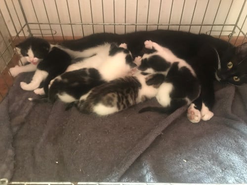 Kittens zoeken liefdevol nieuwe thuis