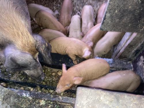 Biggen van het ras: Duroc