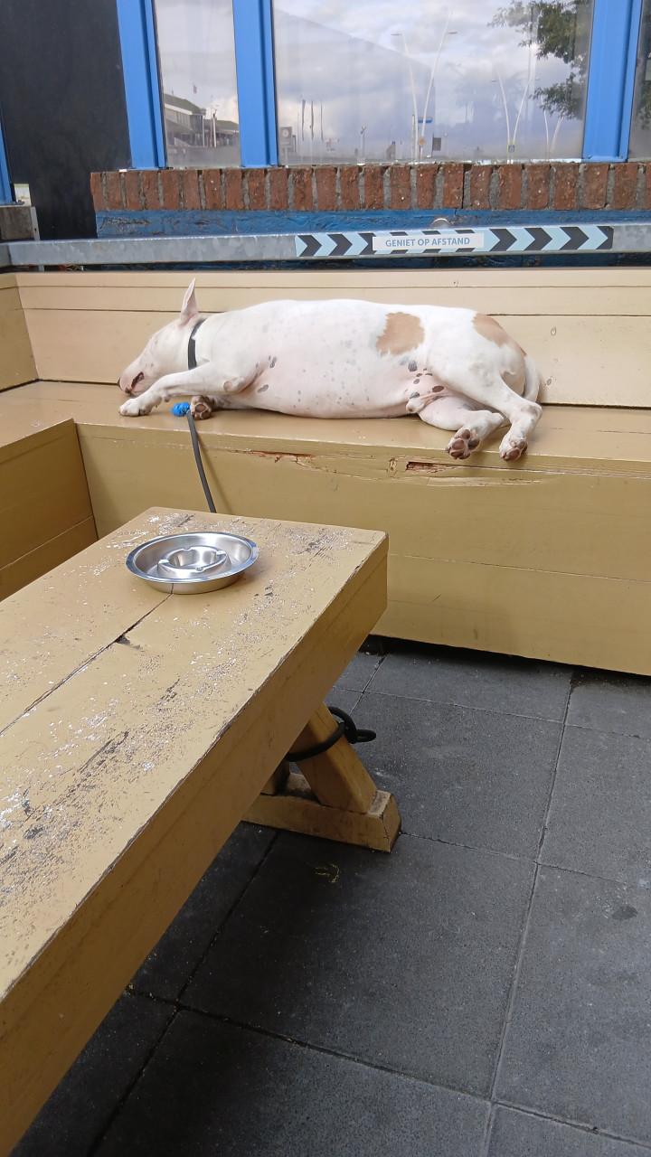 Enkel gebroken, wie wil op een lieve hond d passen?