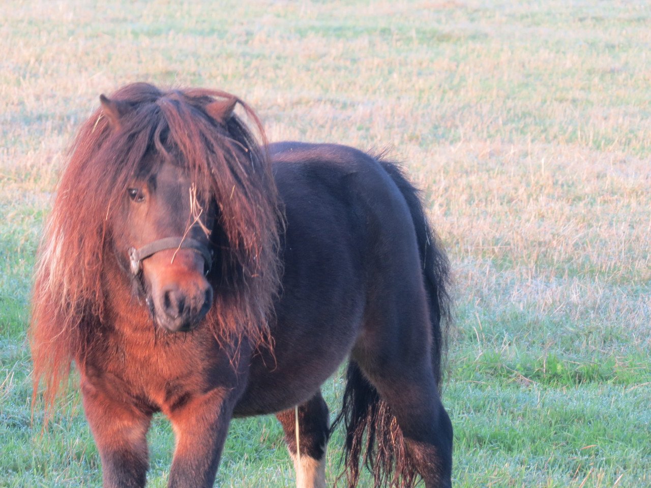Shetlander