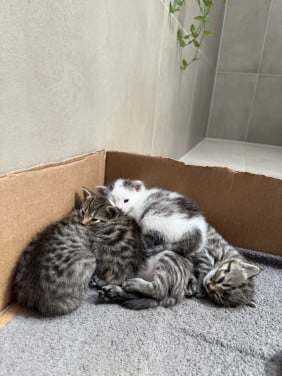 Kittens te koop!