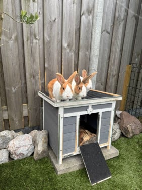 3 lieve jonge tamme konijnen