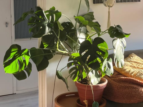 Kamerplant Monstera